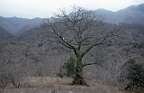625_Kapokboom, Agua Blanca